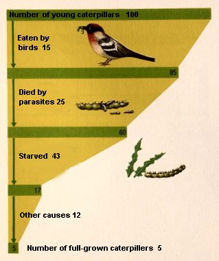 Natural selection in finches